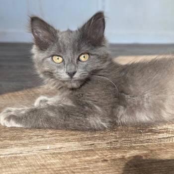 Orphan Andy -  Domestic Long Hair Cat for Adoption in Pendleton, Oregon - Orphan Andy | PetCurious