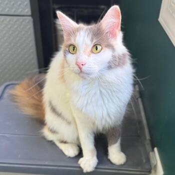 Book Club Betty -  Domestic Medium Hair Cat for Adoption in Fredericksburg, Virginia - Book Club Betty | PetCurious