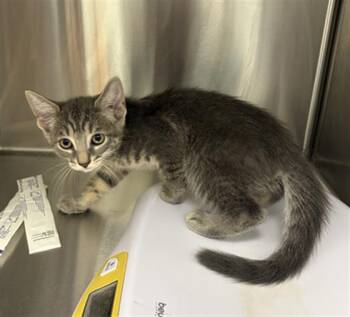 PEGASUS -  Domestic Short Hair Cat for Adoption in Indianapolis, Indiana - PEGASUS | PetCurious