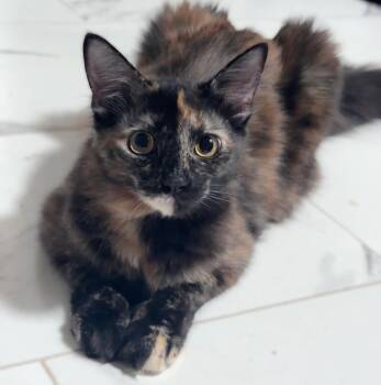 Birdie -  Tortoiseshell and Domestic Medium Hair Cat for Adoption in Walnut Creek, California - Birdie | PetCurious