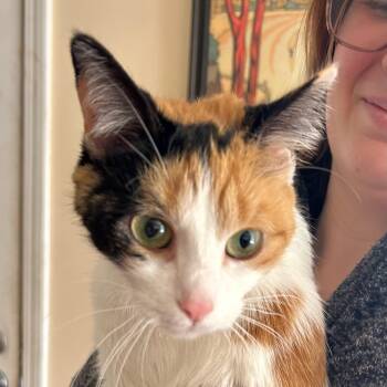 Calico Cats Available for Adoption in Traverse City, Michigan - Stella | PetCurious