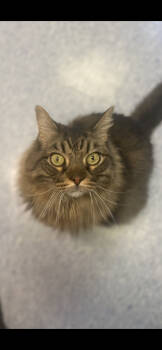 Rescue Domestic Long Hair Cats for Adoption in Westbrook, Connecticut - Jack | PetCurious