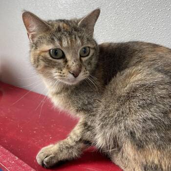 Domestic Short Hair Cats Available for Adoption - Mittens | PetCurious