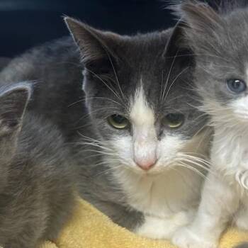 Charlotte -  Domestic Short Hair Cat for Adoption in Pleasant Hill, California - Charlotte | PetCurious