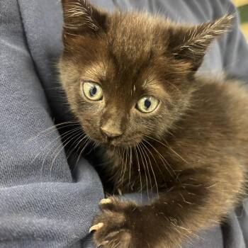 Domestic Short Hair Cats Available for Adoption in Lake Jackson, Texas - Batcat | PetCurious