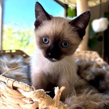 Domestic Short Hair Cats Available for Adoption - Brioche | PetCurious