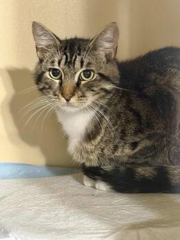 Rescue Tabby Cats for Adoption in Capshaw, Alabama - IGGY | PetCurious