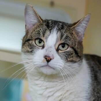 Domestic Short Hair Cats Available for Adoption - Castor | PetCurious