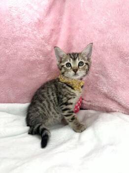 Kimberly -  Tabby Cat for Adoption in Tavares, Florida - Kimberly | PetCurious