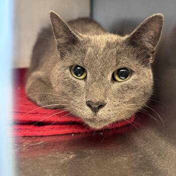 Christof -  Domestic Short Hair Cat for Adoption in South Haven, Michigan - Christof | PetCurious