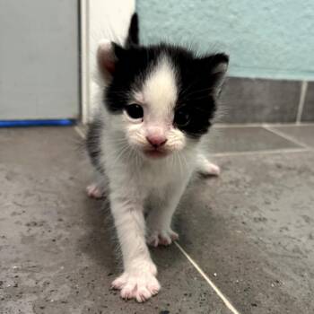 Domestic Short Hair Cats Available for Adoption in Long Beach, California - Rover | PetCurious