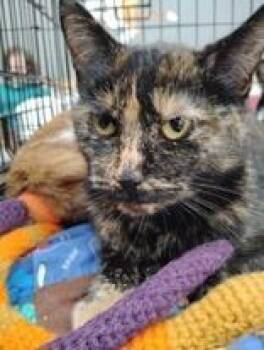 Domestic Short Hair Cats Available for Adoption - EMBER | PetCurious