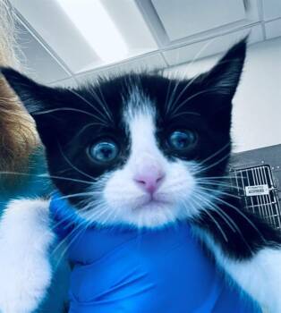 A657109 -  Domestic Short Hair Cat for Adoption in Houston, Texas - A657109 | PetCurious