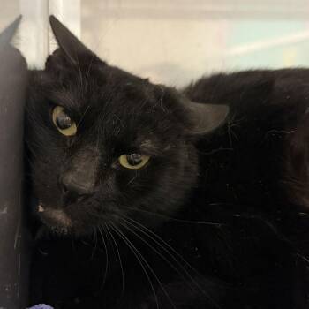 Domestic Short Hair Cats Available for Adoption - Lydie | PetCurious