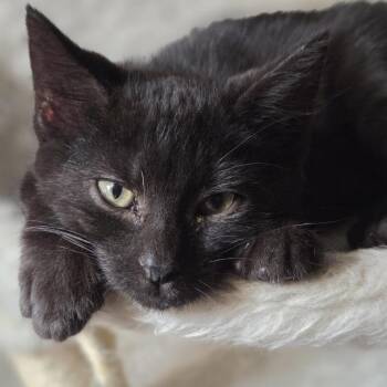 Marsh-C -  Domestic Short Hair Cat for Adoption in East St. Louis, Illinois - Marsh-C | PetCurious