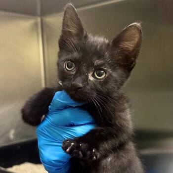 Domestic Short Hair Cats Available for Adoption in Walnut Creek, California - Fez | PetCurious