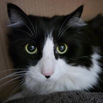 Domestic Long Hair Cats Available for Adoption in West Olive, Michigan - Dexter (Holland Cat Cove) | PetCurious
