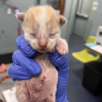Shoulder -  Domestic Short Hair Cat for Adoption in Greensboro, North Carolina - Shoulder | PetCurious