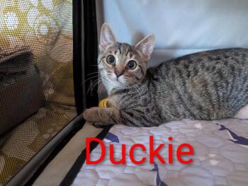 Duckie Heber -  Domestic Short Hair Cat for Adoption in Chandler, Arizona - Duckie Heber | PetCurious
