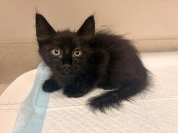 ALISTAIR -  Domestic Short Hair Cat for Adoption in Baytown, Texas - ALISTAIR | PetCurious