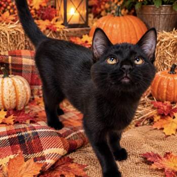 Georgia -  Domestic Short Hair Cat for Adoption in NEW PT RICHEY, Florida - Georgia | PetCurious