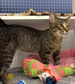 Popcorn Bucket -  Domestic Short Hair Cat for Adoption in Kansas City, Missouri - Popcorn Bucket | PetCurious
