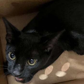 Wizard -  Domestic Short Hair Cat for Adoption in Tampa, Florida - Wizard | PetCurious