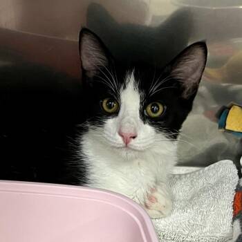 Ponyboy -  Domestic Short Hair Cat for Adoption in Morgan Hill, California - Ponyboy | PetCurious