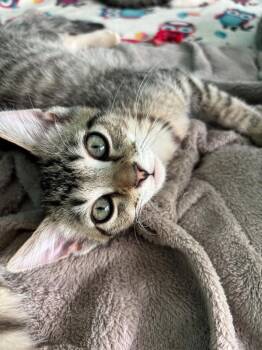 Tabby and Domestic Short Hair Cats Available for Adoption in Georgetown, Kentucky - Cattywampus | PetCurious