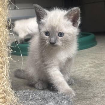 Naomi -  Siamese Cat for Adoption in Waynesburg, Pennsylvania - Naomi | PetCurious