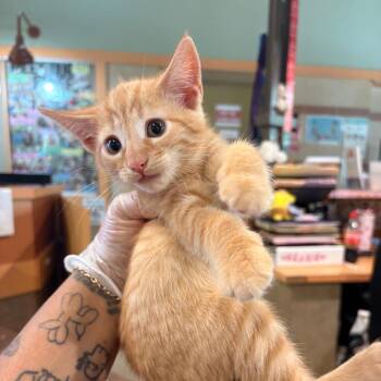Nitara -  Domestic Short Hair Cat for Adoption in Winston-salem, North Carolina - Nitara | PetCurious
