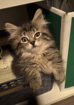 Tilly -  Domestic Long Hair Cat Available for Adoption in Ephrata, Washington - Tilly | PetCurious