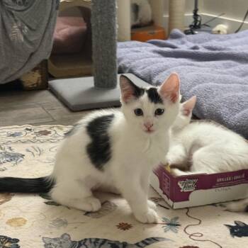 Dove -  Domestic Short Hair Cat for Adoption in Blaine, Minnesota - Dove | PetCurious