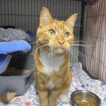 Mars -  Domestic Short Hair Cat Available for Adoption in Puslinch, Ontario - Mars | PetCurious