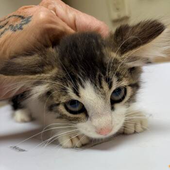 Puya -  Domestic Short Hair Cat for Adoption in Palestine, Texas - Puya | PetCurious