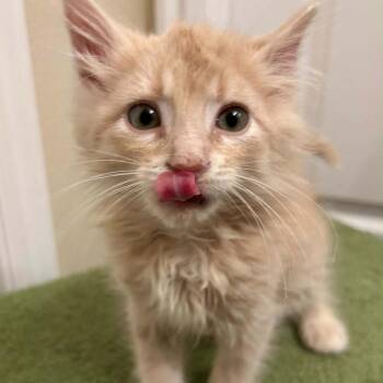 Squirt LaGiglia -  Domestic Long Hair Cat for Adoption in Eagle Mountain, Utah - Squirt LaGiglia | PetCurious