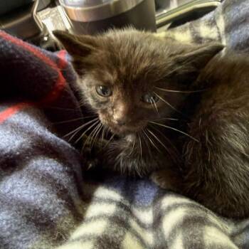 Sapling -  Domestic Short Hair Cat for Adoption in Chattanooga, Tennessee - Sapling | PetCurious