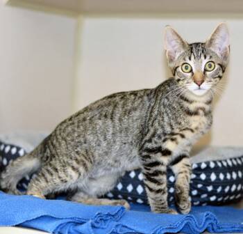 SURF N TURF -  Tabby Cat for Adoption in San Clemente, California - SURF N TURF | PetCurious