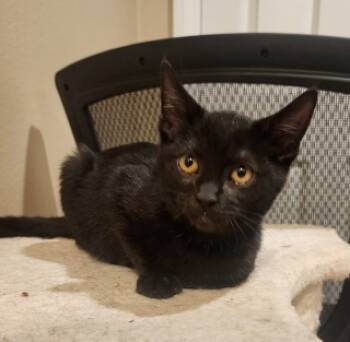 Rescue Domestic Short Hair Cats for Adoption in Wildomar, California - Binx* | PetCurious