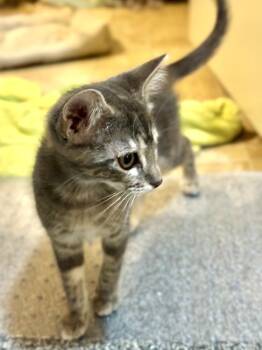 Lotty -  Domestic Short Hair Cat for Adoption in Omaha, Nebraska - Lotty | PetCurious