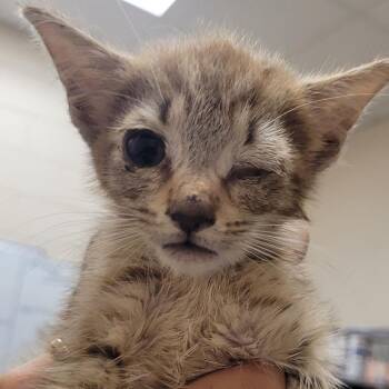 Popeye -  Domestic Short Hair Cat for Adoption in Lake Panasoffkee, Florida - Popeye | PetCurious