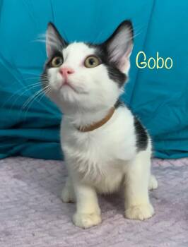 Gobo -  Tuxedo Cat for Adoption in Dixon, California - Gobo | PetCurious