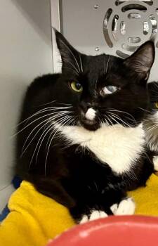 Mouse -  Domestic Short Hair Cat for Adoption in Moundsville, West Virginia - Mouse | PetCurious