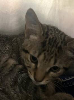 Hallstat -  Domestic Short Hair Cat for Adoption in Largo, Florida - Hallstat | PetCurious