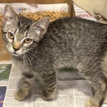 Victor -  Domestic Short Hair Cat for Adoption in Concord, New Hampshire - Victor | PetCurious