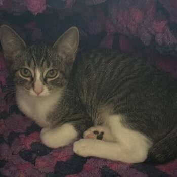 Sleepy Hughes -  Domestic Short Hair Cat for Adoption in Eagle Mountain, Utah - Sleepy Hughes | PetCurious