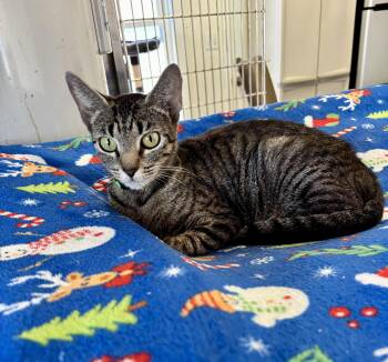 CLEOPATRA -  Domestic Short Hair Cat for Adoption in Owensboro, Kentucky - CLEOPATRA | PetCurious