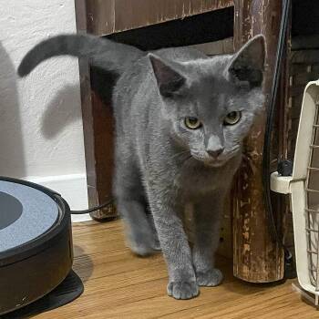 Rescue Domestic Short Hair Cats for Adoption in Vallejo, California - Ash | PetCurious