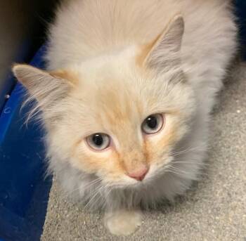 Rescue Siamese and Domestic Medium Hair Cats for Adoption in Thayne, Wyoming - Ferris Bueller | PetCurious