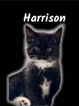 Harrison -  Domestic Medium Hair Cat Available for Adoption in Auburn, California - Harrison | PetCurious
